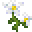 白色百合 (White Lily)