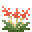 凤梨花 (Bromeliad)