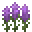 熏衣草 (Lavender)
