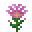 粉红色菊花 (Pink Chrysanthemum)