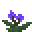 曼德拉花 (Mandrake Plant)