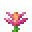 Tall Pink Lotus