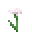 White Cornflower