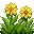 黄色金盏花 (Yellow Marigold)