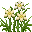 黄色波斯菊 (Yellow Calliopsis)