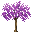 高魅紫树苗