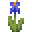 蓝色鸢尾花 (Blue Iris)
