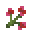 红宝石花