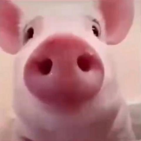 Funny_Pig