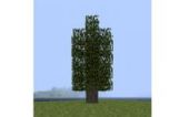 北美香柏树 (White Cedar)