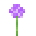 绒球葱 (Allium)