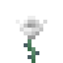 白玫瑰 (White Rose)