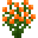 橙色杜鹃花 (Orange Azalea)