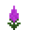 紫色鸡冠花 (Purple Celosia)