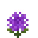 紫色绣球花 (Purple Hydrangea)