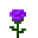 紫玫瑰 (Purple Rose)