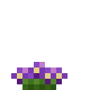 紫罗兰 (Violet)