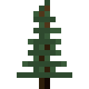 挪威云杉树苗 (Norway Spruce Sapling)