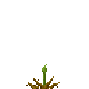 彼岸花种子 (Lycoris Radiata Seeds)