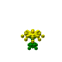 黄色花 (Yellow Flower)