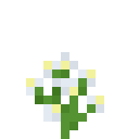 虹吸花 (Siphoning Flower)