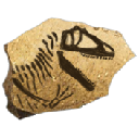 Ceratosaurus Skull (Ceratosaurus Skull)