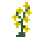 黄花羽扇豆 (Yellow lupine)