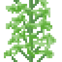 薄荷树 (Peppermint Plant)