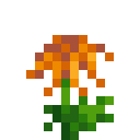橙色菊花 (Orange Chrysanthemum)