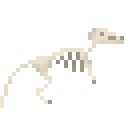 长鼻跳鼠新鲜骨架 (Leptictidium Fresh Skeleton)
