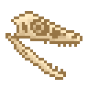 新鲜的小盗龙头骨 (Fresh Microraptor Skull)