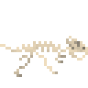 微角龙新鲜骨架 (Microceratus Fresh Skeleton)