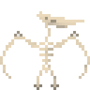 翼龙新鲜骨架 (Pteranodon Fresh Skeleton)