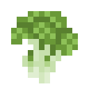 西兰花 (Broccoli)