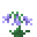 高山风铃草 (Alpine Bellflower)