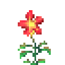 火金莲花苗 (Fire Nasturtium Plant)