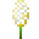 Yucca Flower