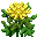 黄菊 (Yellow Chrysanthemum)