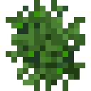 胡椒树 (Piperbushp 1)