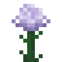 Lavender Paeonia