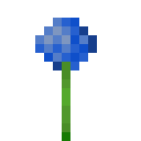 Light Blue Allium