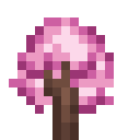 Pink Magnolia Sapling