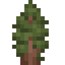 Sequoia Sapling