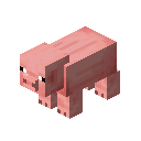 猪 (Pig)