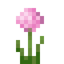 Pink Allium