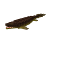 潘氏鱼 (Panderichthys)