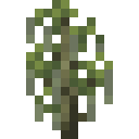 柏树树苗 (Cypress Sapling)