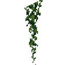 大型绿色爬山虎 (Large Green Ivy)