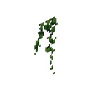 中型绿色爬山虎 (Medium Green Ivy)