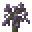 紫色天根木树苗